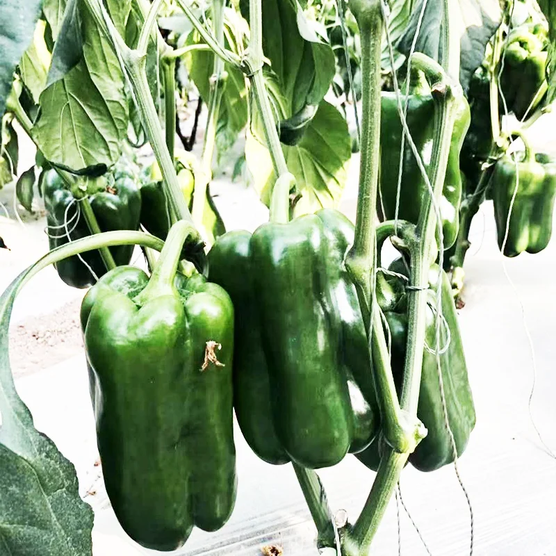 
Hybrid F1 big size sweet pepper seeds from china for growing 
