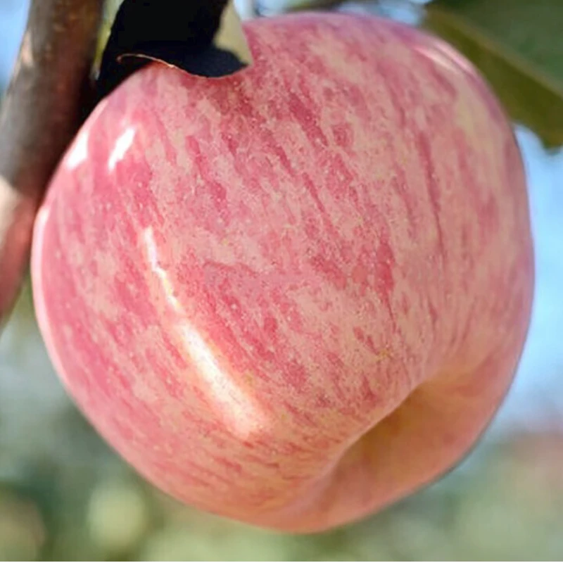 Оптовая продажа 2022 свежие красные яблоки Fuji сладкие вкусные доступны