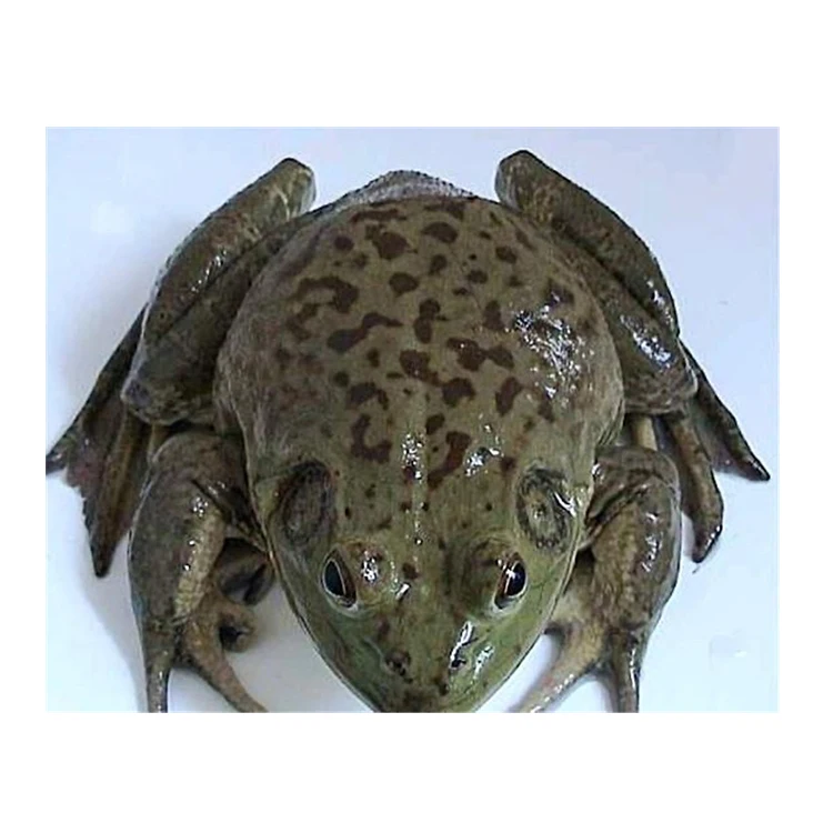 Китайский производитель, хорошее качество, живая лягушка, оптовая продажа