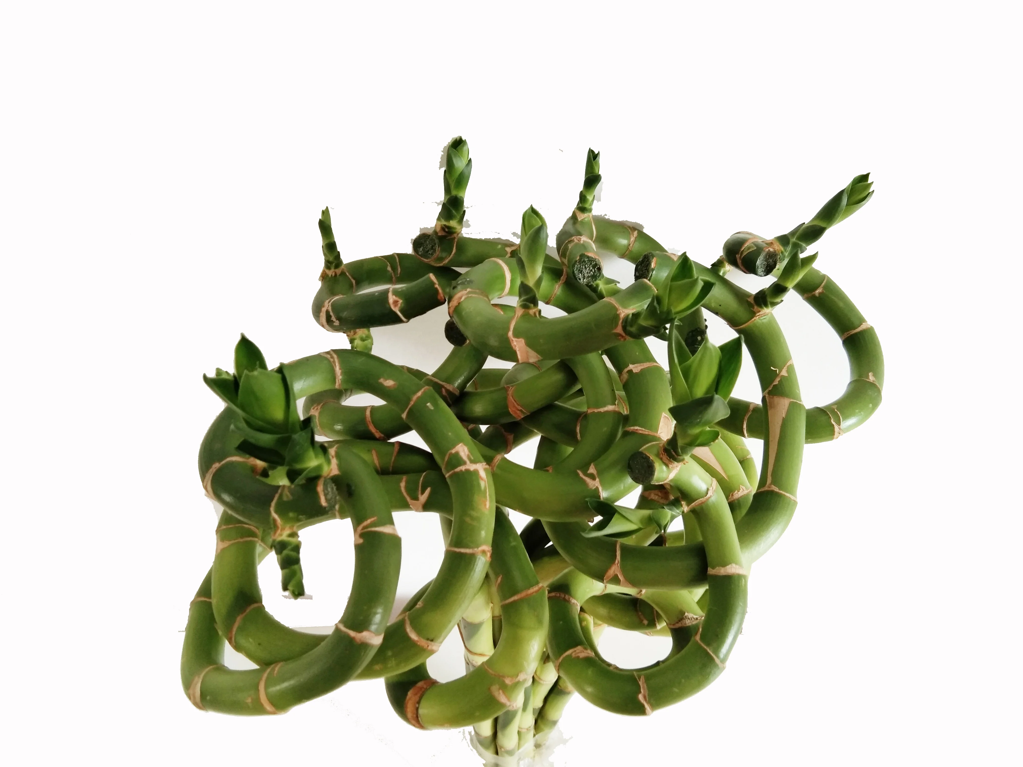
Zhanjiang factory wholesale price high quality horticultural products green plant spiral lucky bamboo 