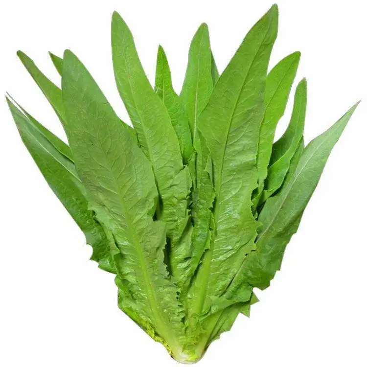 Large wholesale of fresh Lettuce