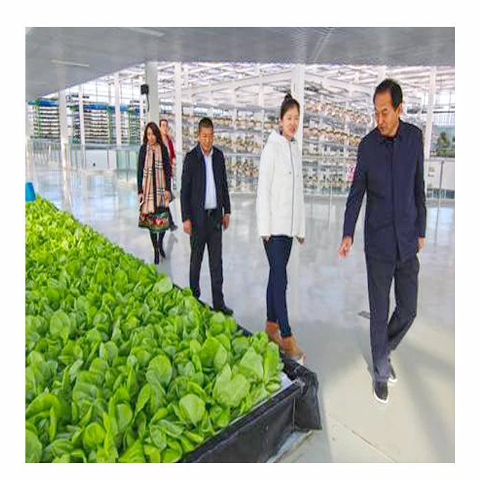 DWC hydroponics for Green Leaf Vegetables