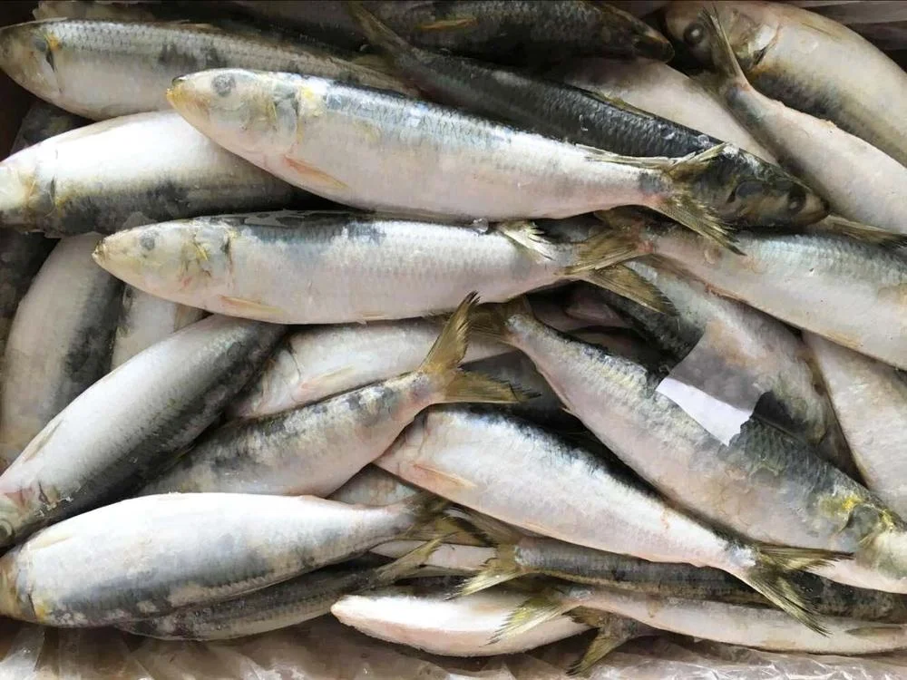 Whole round import export frozen fresh sardine fish price