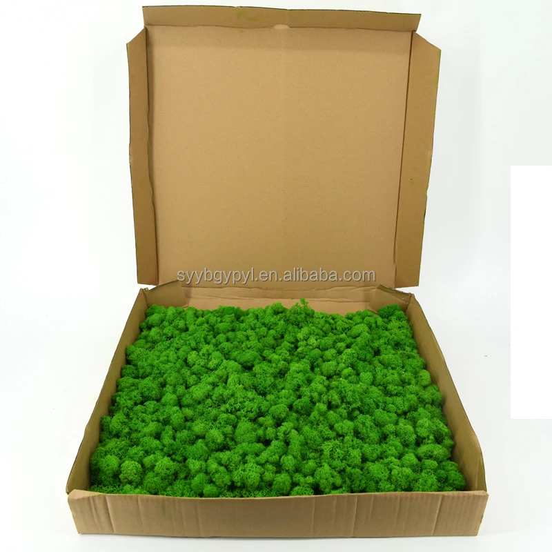 Wholesale Best Quality preserved reindeer moss for wall decoration light green 50cm preserved moss panel