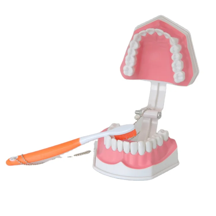 Высокое качество оптовая продажа человеческие 3D пластиковые зубы модель постоянной для биологического класса