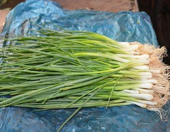 NSH01 Kilu семена овощей, семена китайского лука