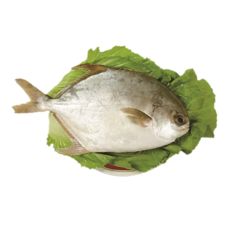 
Seafood Top Quality Frozen Golden Pomfret Golden Pompano 