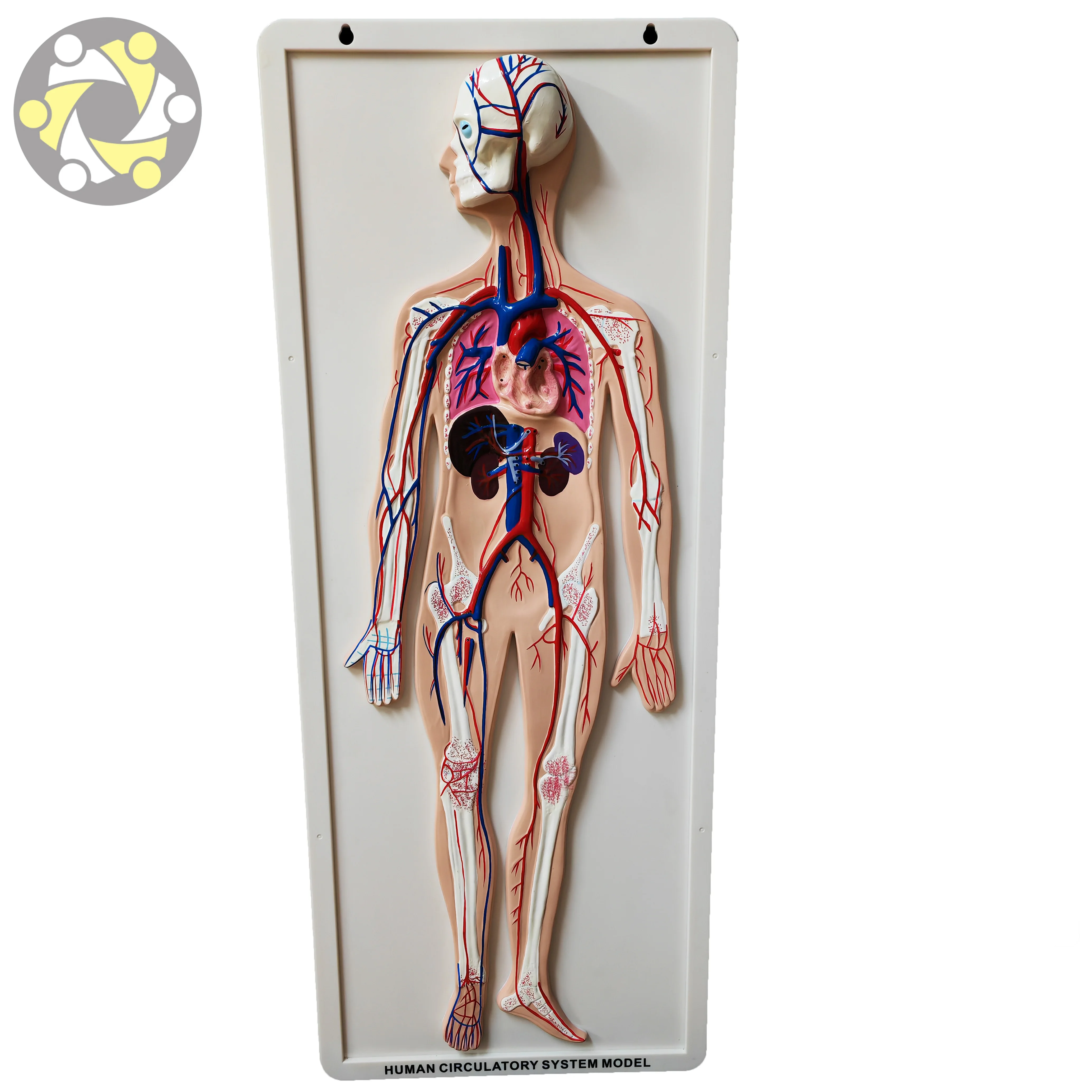 Model of Human Blood Circulatory System for Teaching Human Anatomy Medical Science
