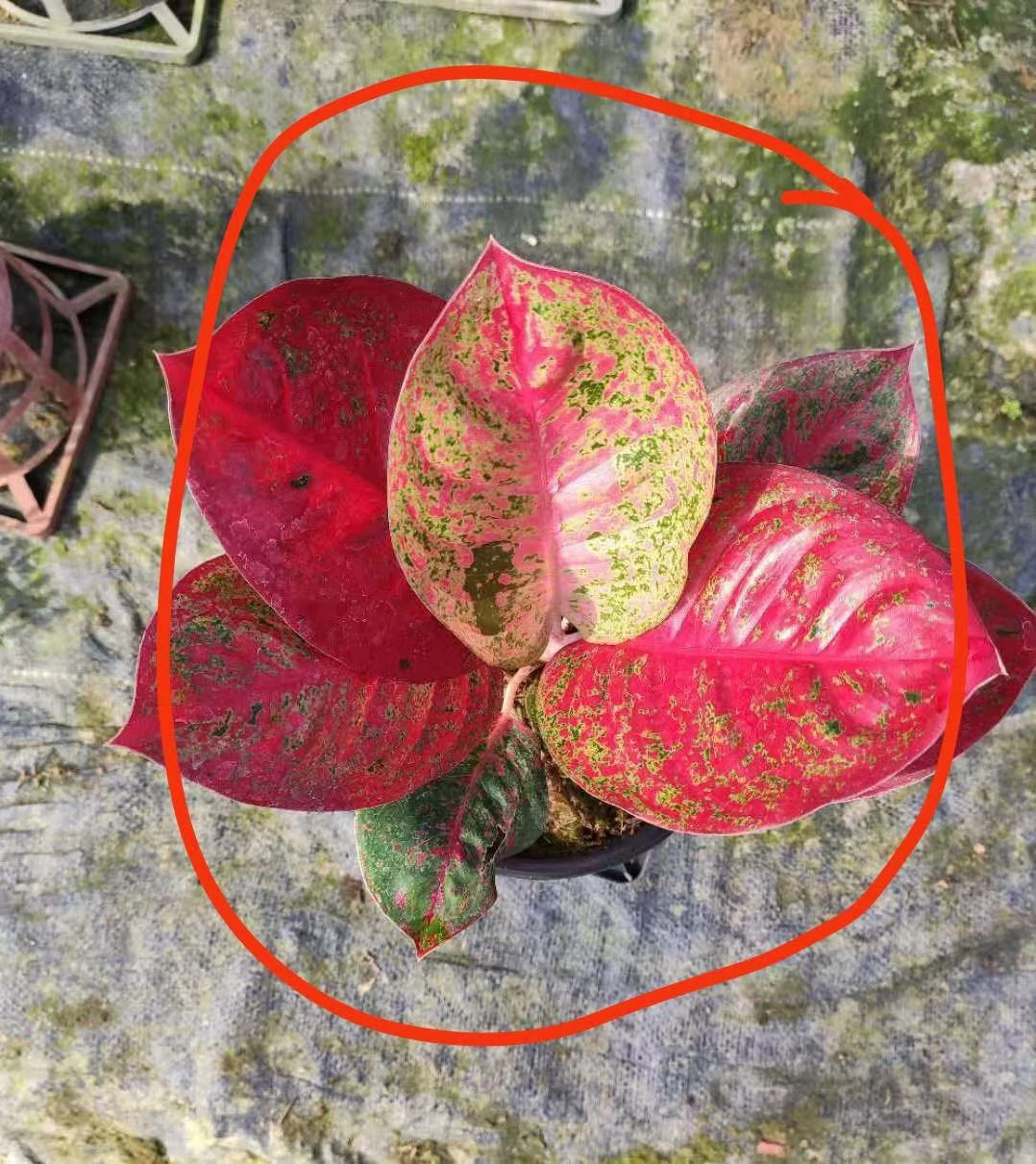 Оптовая продажа, горшочные растения Aglaonema в Тайланде, красного цвета, природного происхождения, разные размеры (1600315297437)