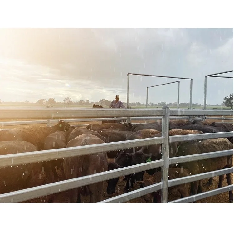 Farm Cattle Crush Fence Round Pen Equipment Cattle Handling Metal Animal Livestock Fence Panels For Sale