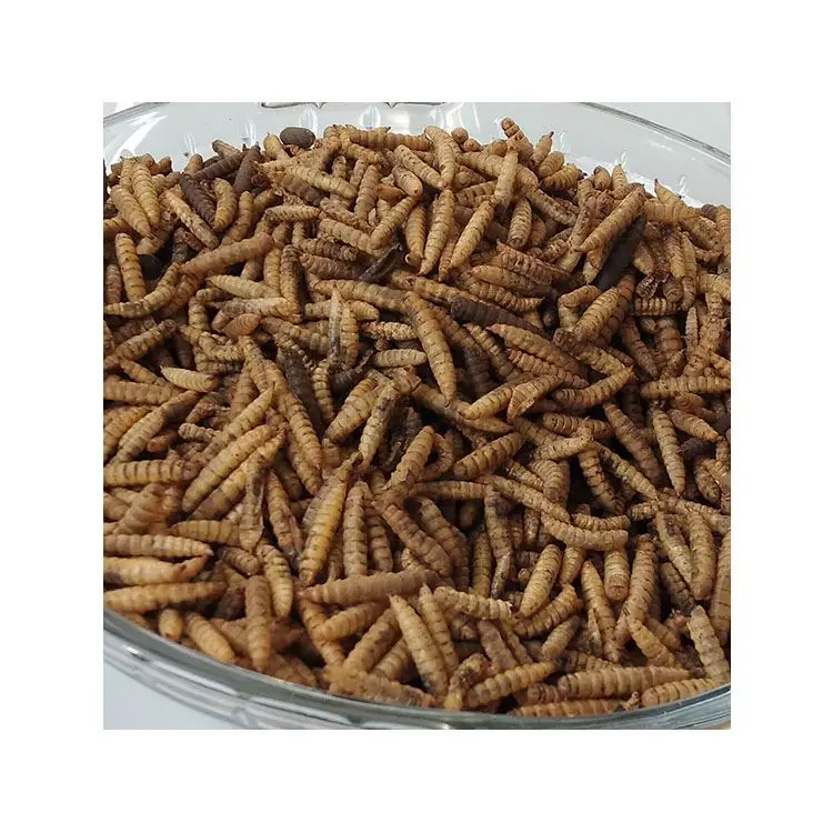 
Factory direct wholesale larvae black soldier fly for sale 