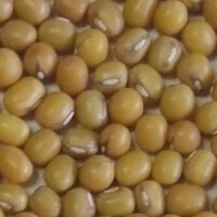 
organic mung bean 