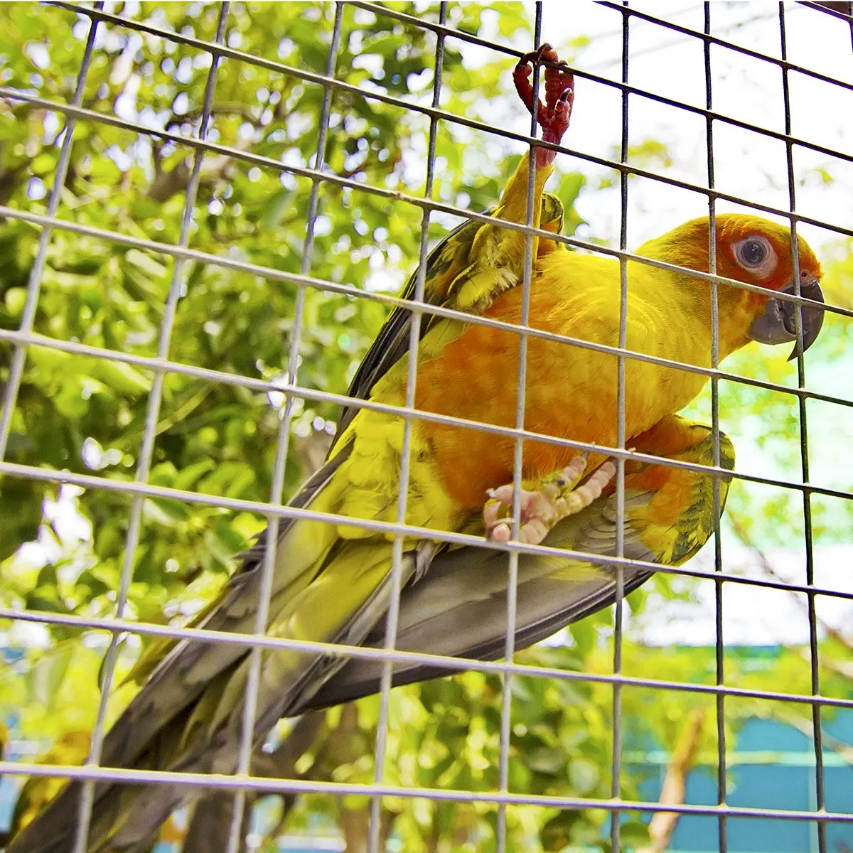 wholesale customization 4x8 welded wire mesh Galvanized  bird cage wire mesh welded wire mesh