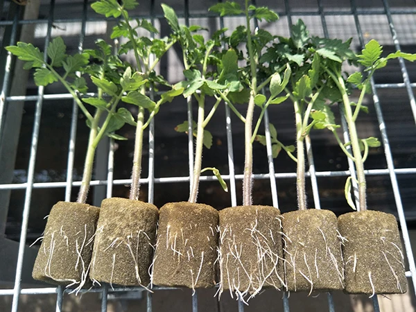 Greenhouse hydroponic grow cubes for clones starting hemp seeds green wall growing medium