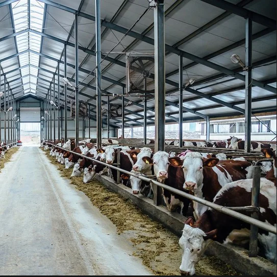 design building steel structure cow house cattle shed farm