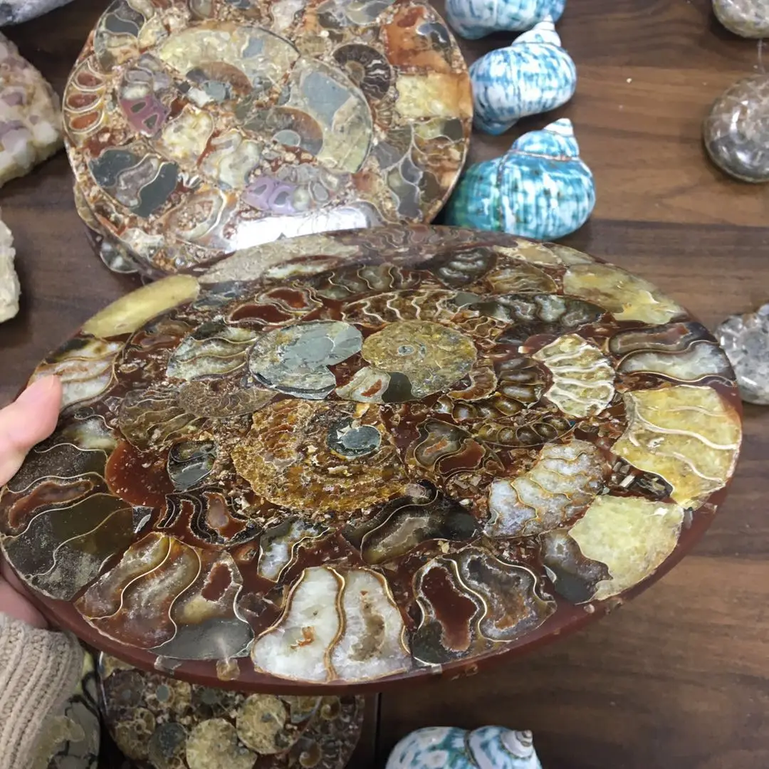 wholesale big ammonite plate natural conch fossil specimen shell Healing for fengshui decoration