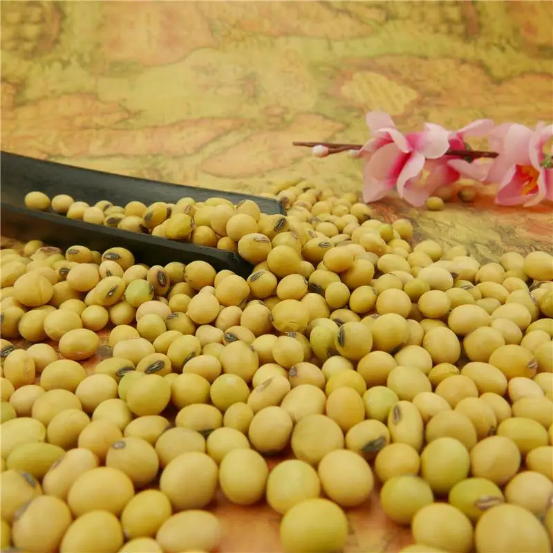 High Protein Soybean Seeds Dried Yellow Non Gmo Soybean