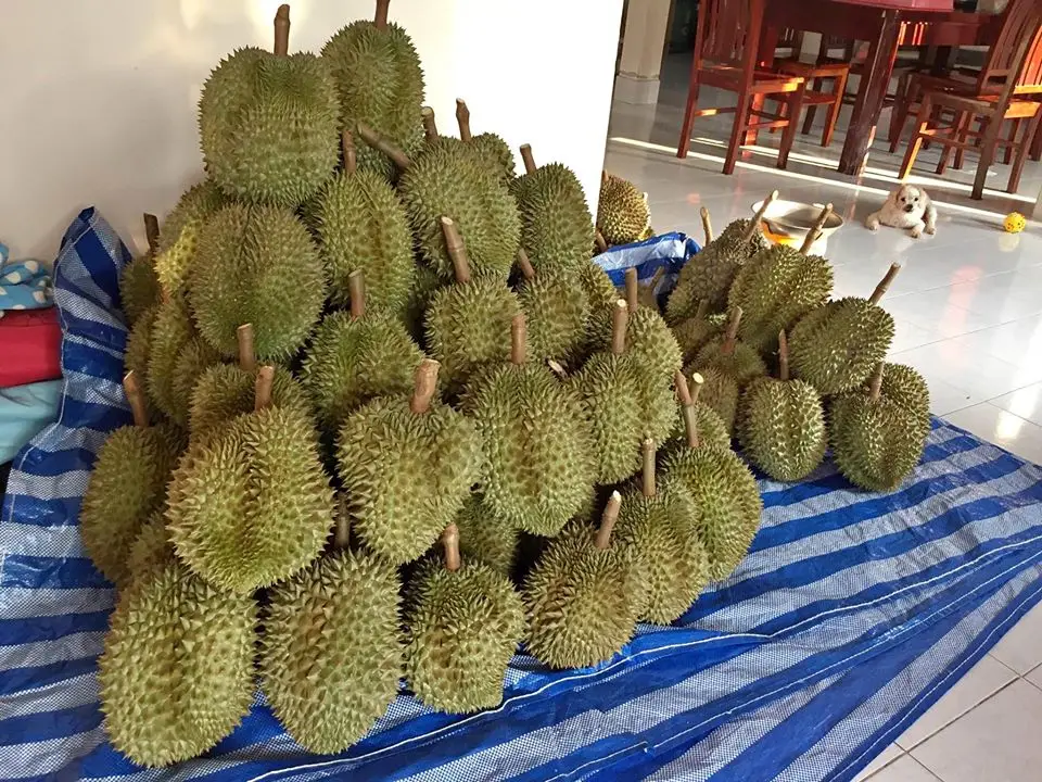 FRESH DURIAN  VS COMPETITIVE PRICE/FROZEN DURIAN