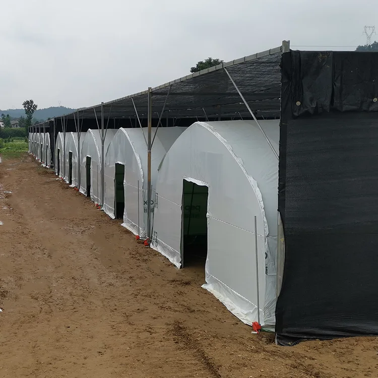 Film Black White Cover for Agaricus Bisporus Growing and Edible Fungus Growing Mushroom Green House