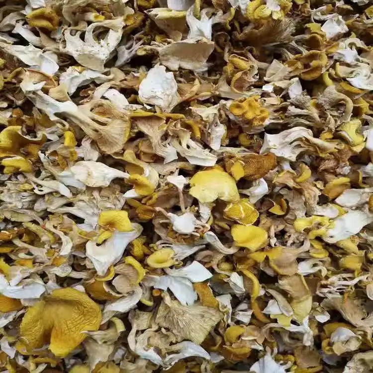 Dried wild chanterelle mushrooms Cantharellus Cibarius