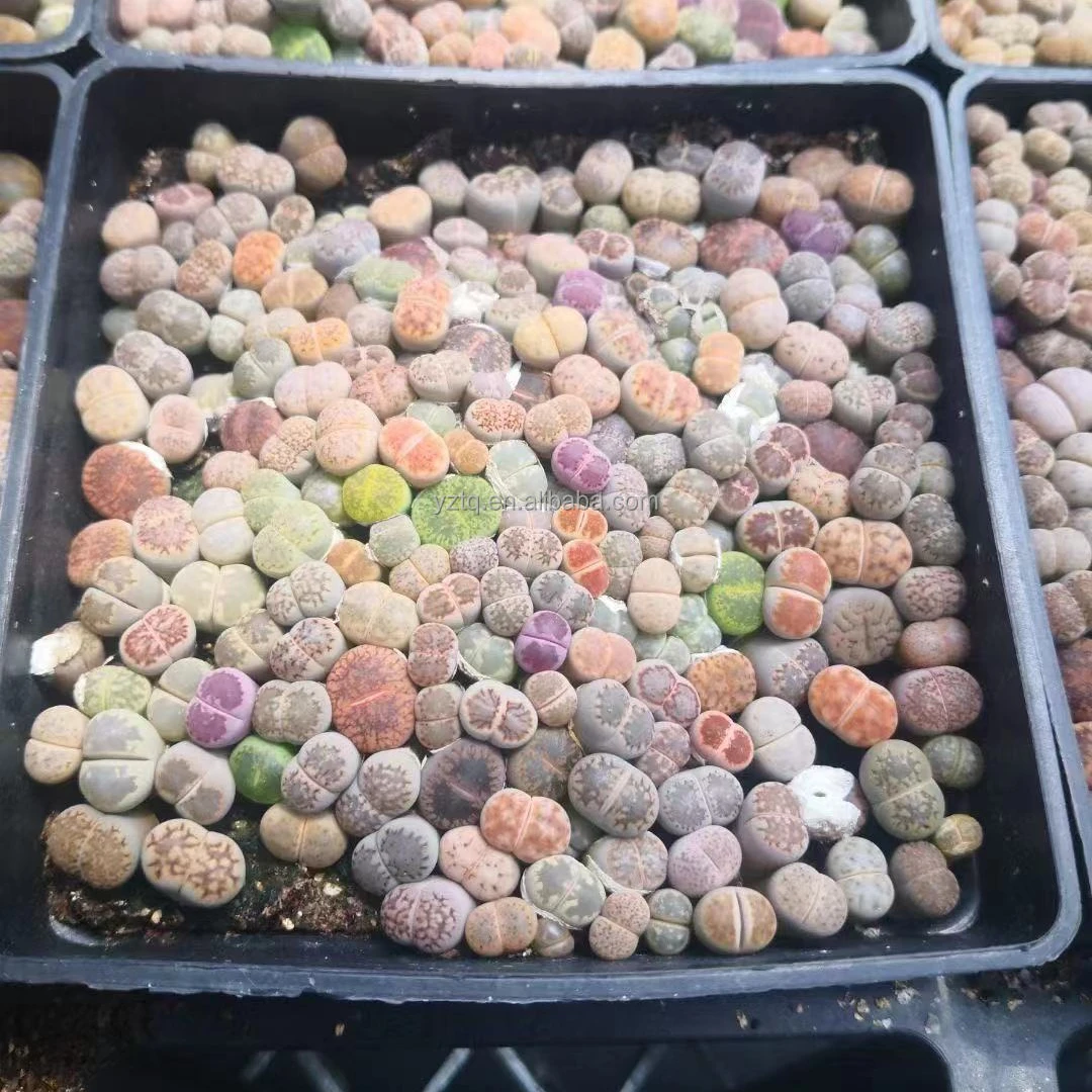 wholesale mixed colorful lithops 10cm box lithops mini succulent pot living stone lithops