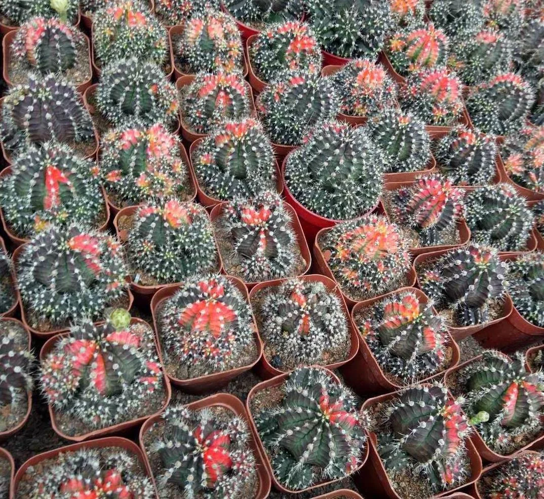  Лидер продаж лунный кактус gymnocalydium mihanovichii настоящий красочный и