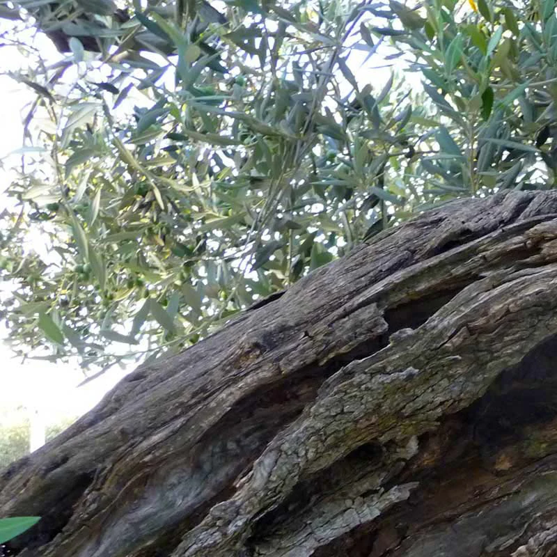 Top Quality OEM Made in Italy best quality EVO RISERVA 500 cl bottle finest rank ready to ship wholesale premium