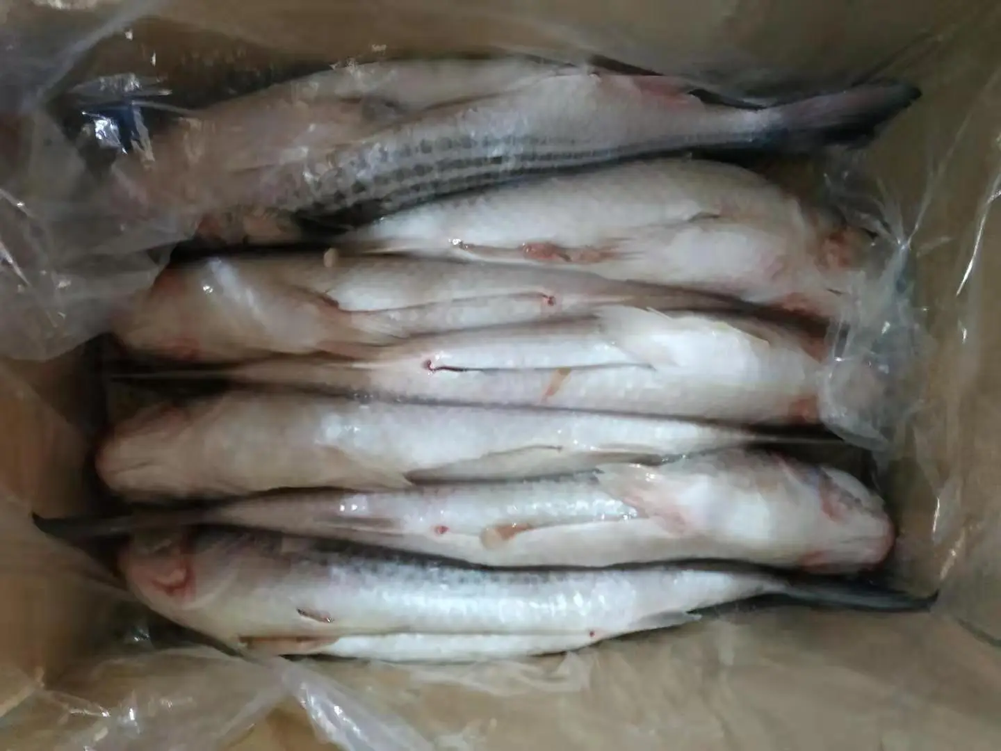 
Frozen fish Mugil Cephalus Grey Mullet Gutted for Marketing 