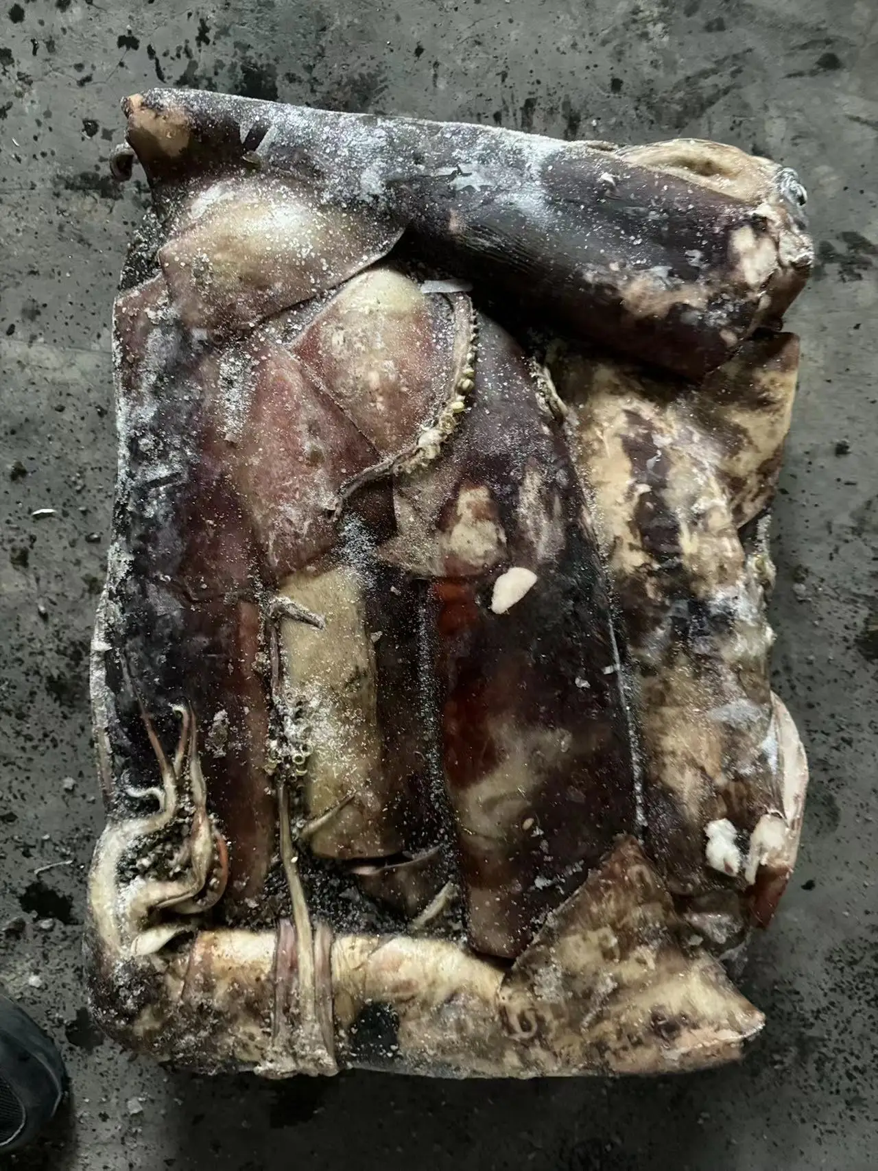 Wholesale Woven Bag Whole Round Peru Squid Dosidicus Gigas Frozen Giant Squid