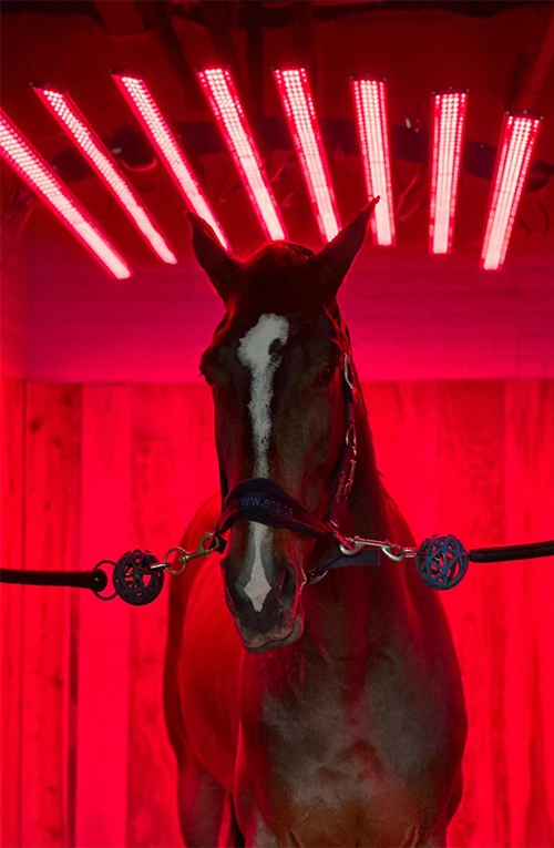 Horse solarium light Red Light Therapy Instrument   Veterinary Instrument