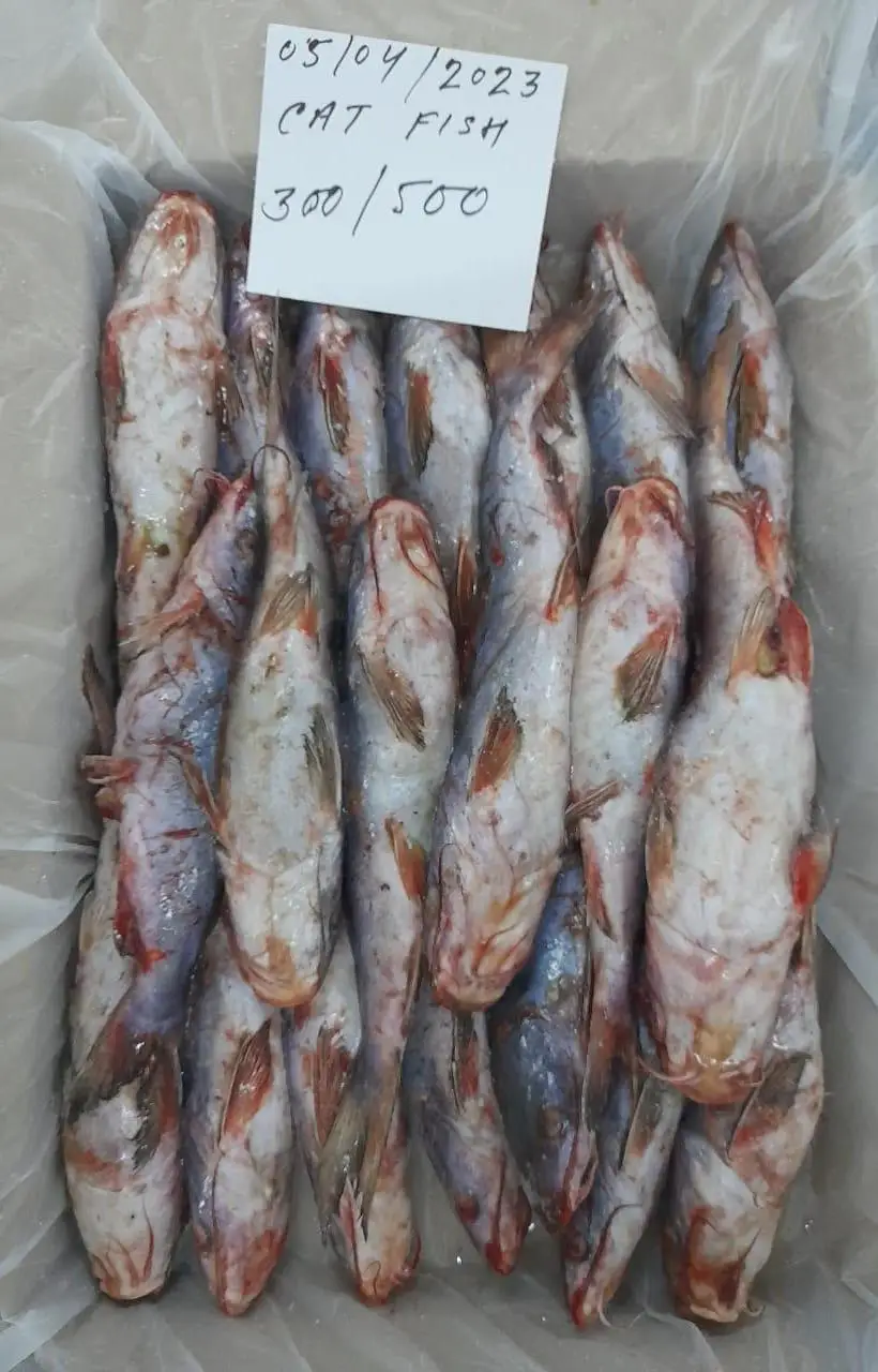 Cat Fish Export Smoke Catfish Oman Origin