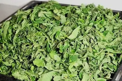 Wholesale Molokhia Leaves  Natural Egyptian Molokhia Leaves 100% Pure Organic Premium Grade Molokhia Herbs