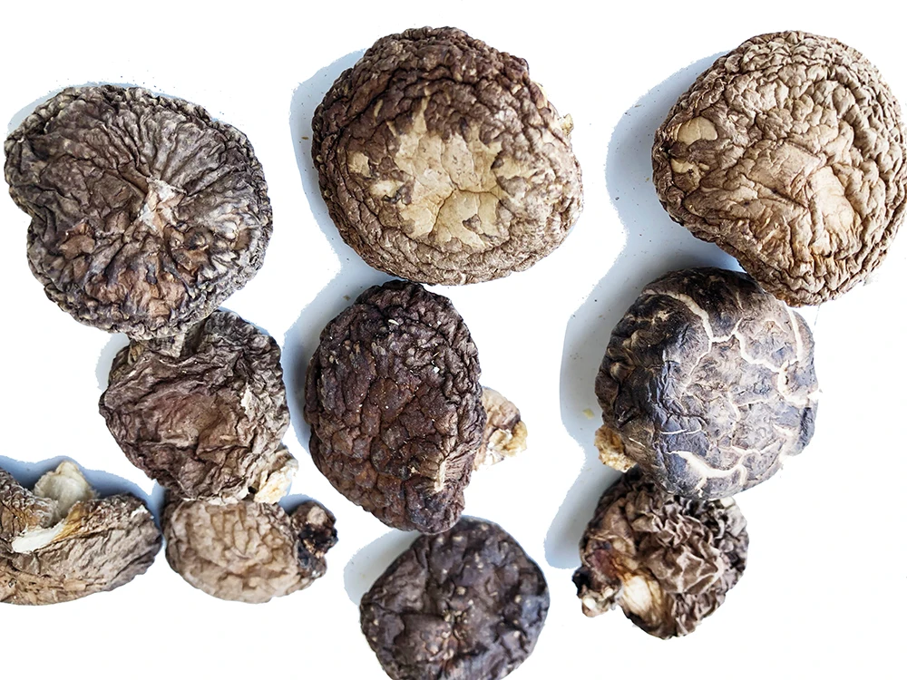 
Longevity secret Donko Champignon Mushroom Nutrition Cultivation In Japan 