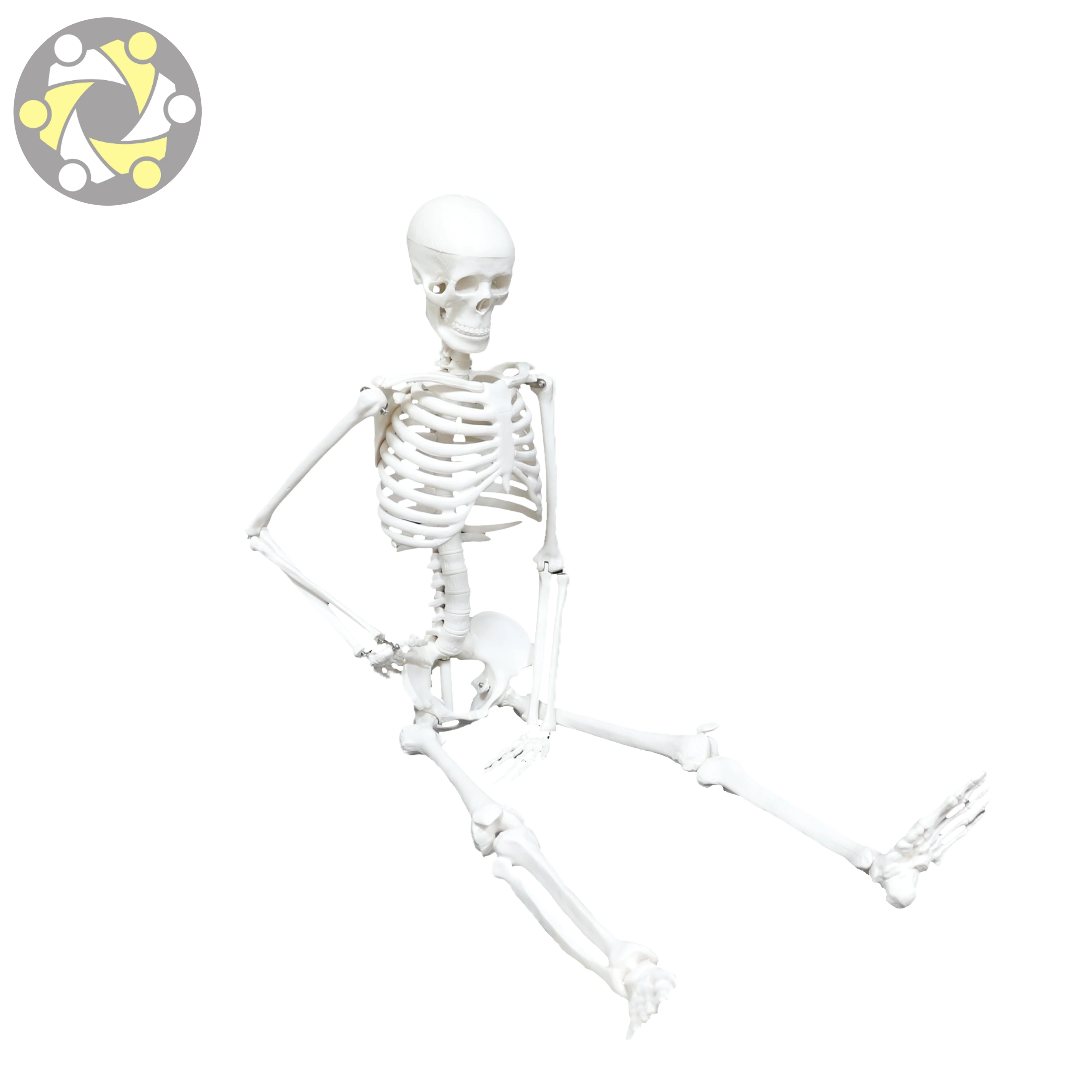 Medical Science 85CM Plastic Flexible Skeleton Human Anatomy Model