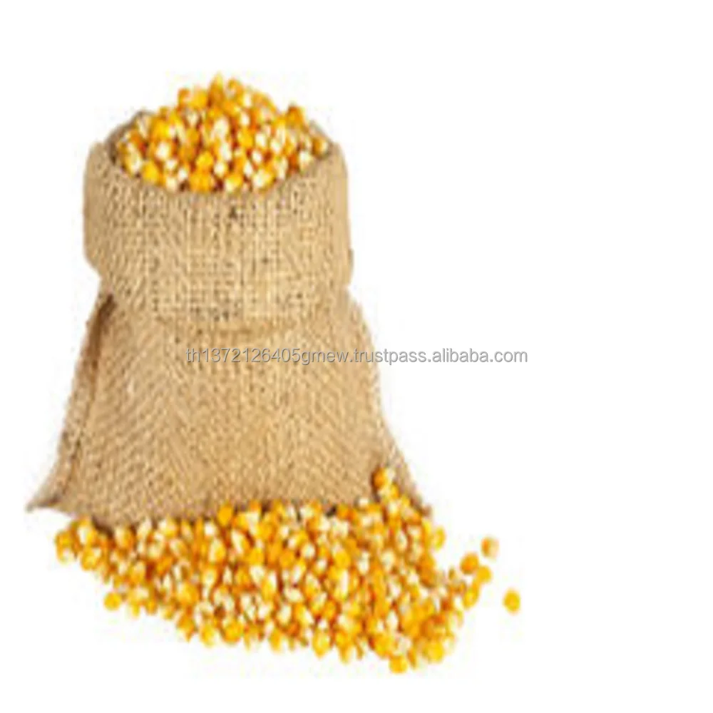 
Yellow Corn Maize in thailandSweet Yellow Corn, 