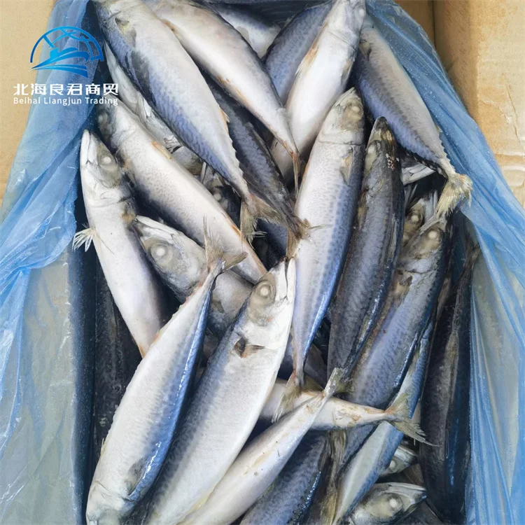 Chinese factory selling fresh-catch-mackerel-in-pouch delicious fresh frozen seafood fish indian flavour mackerel  whole round