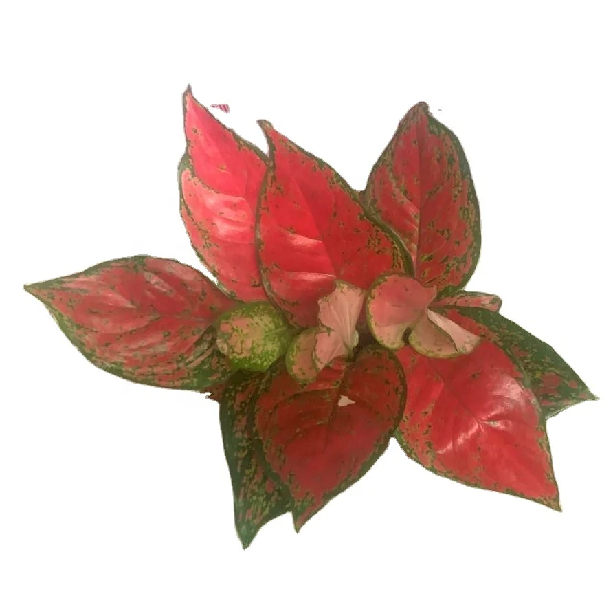 
Low price wholesale Aglaonema super red beauty ornamental live foliage woody plants real indoor bonsai 