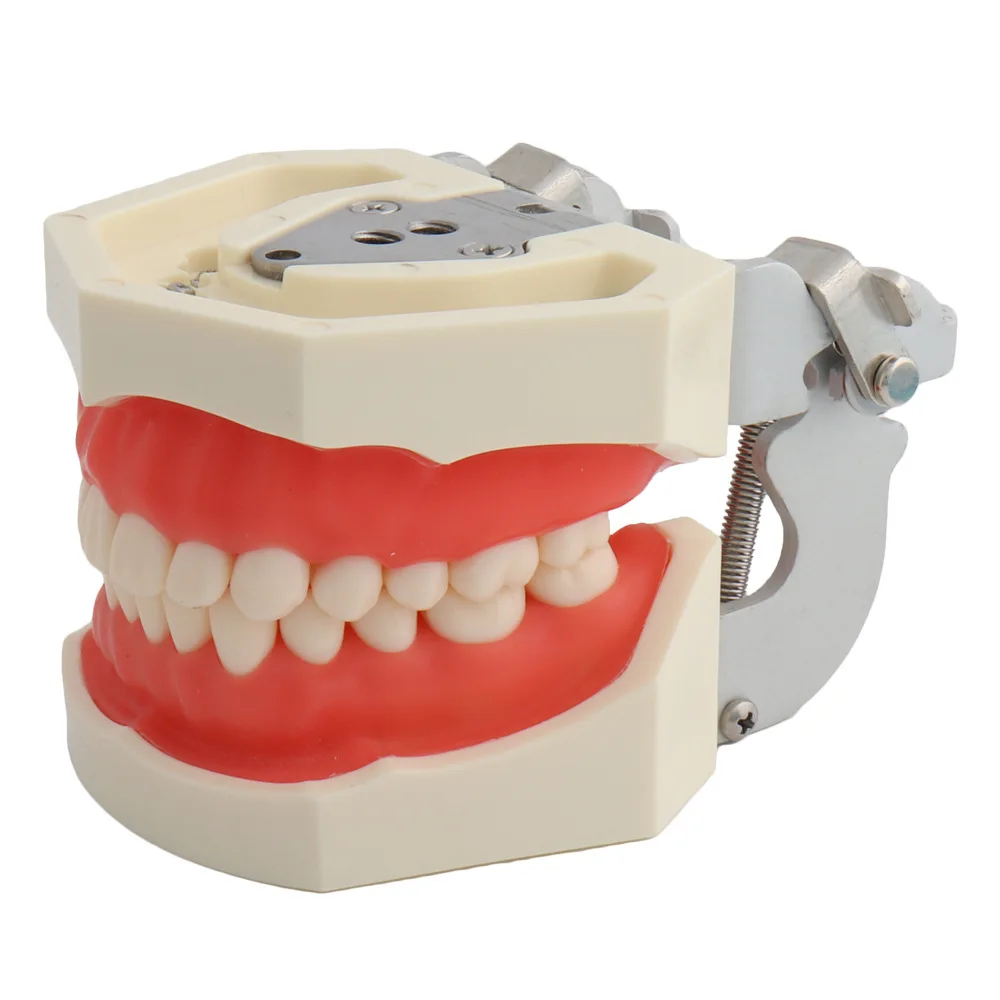 Study on Removable 28/32 Plastic Human Dental Practical Denture Model for Medical Teaching