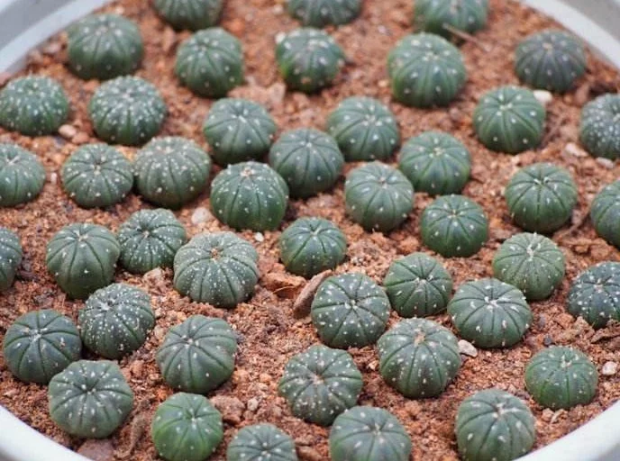 High quality Astrophytum seeds of cactus seeds