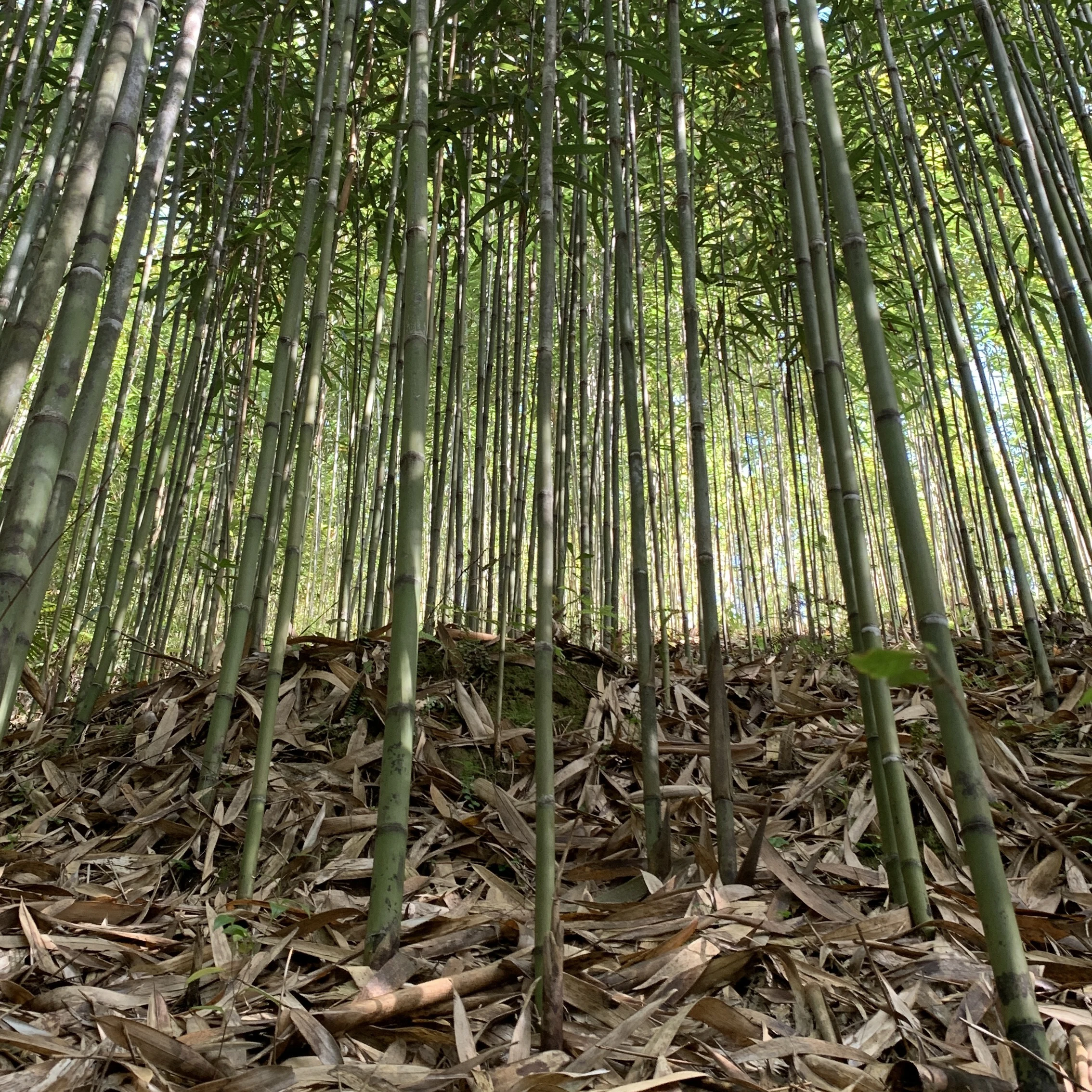 High Quality Yellow Tonkin bamboo Pole Bamboo Cane Bamboo stakes for plant