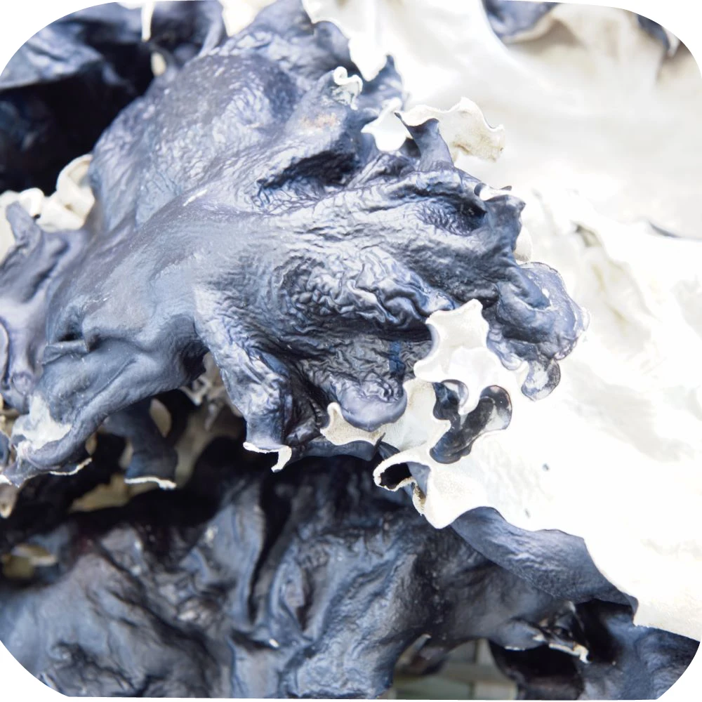 
Dried White Back Agaric/Black Fungus for Buyers 