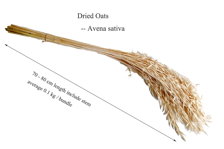 natural plant Oats real Avena Sativa bundle dried decorative flower for vase of house