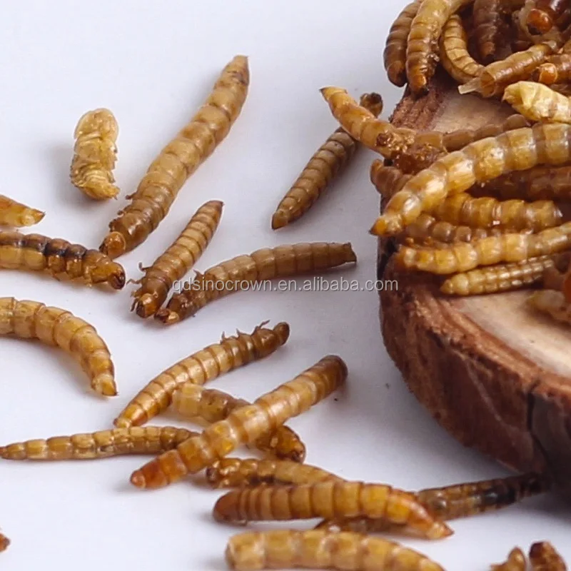 Manufacturer Stock Fish Meal Animal Feed Dry Meal Worm Dry Mealworm Dried Mealworms