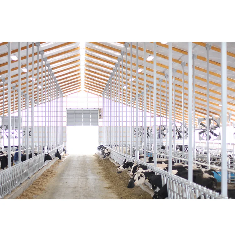 Steel Structure Dairy Cow Shed Farming House Cow Shed Farm Building Cattle Sail Cow Housing