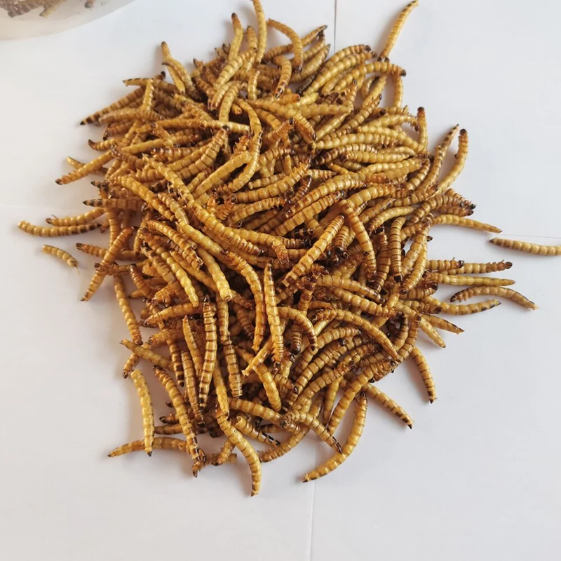 Feed Your Pets the Best. Great for Lizards, Turtles, Snakes & Other Reptiles. Nutritious & Sustainable. Dried Barley Worms