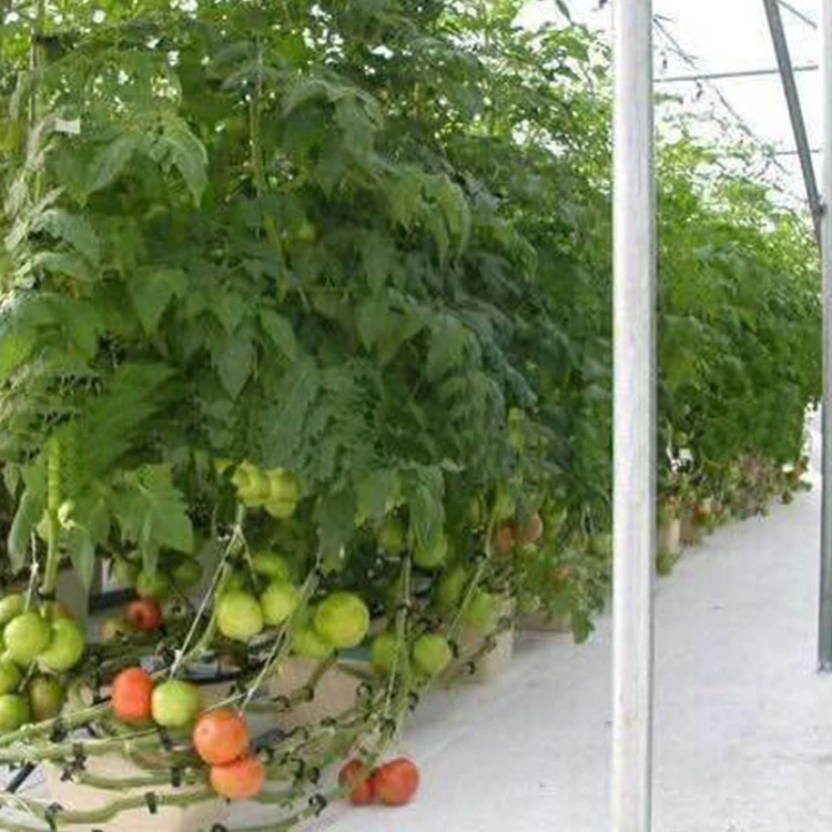 
Factory Manufacture Growing Tomato Greenhouse Hydroponics System for Any Plants 