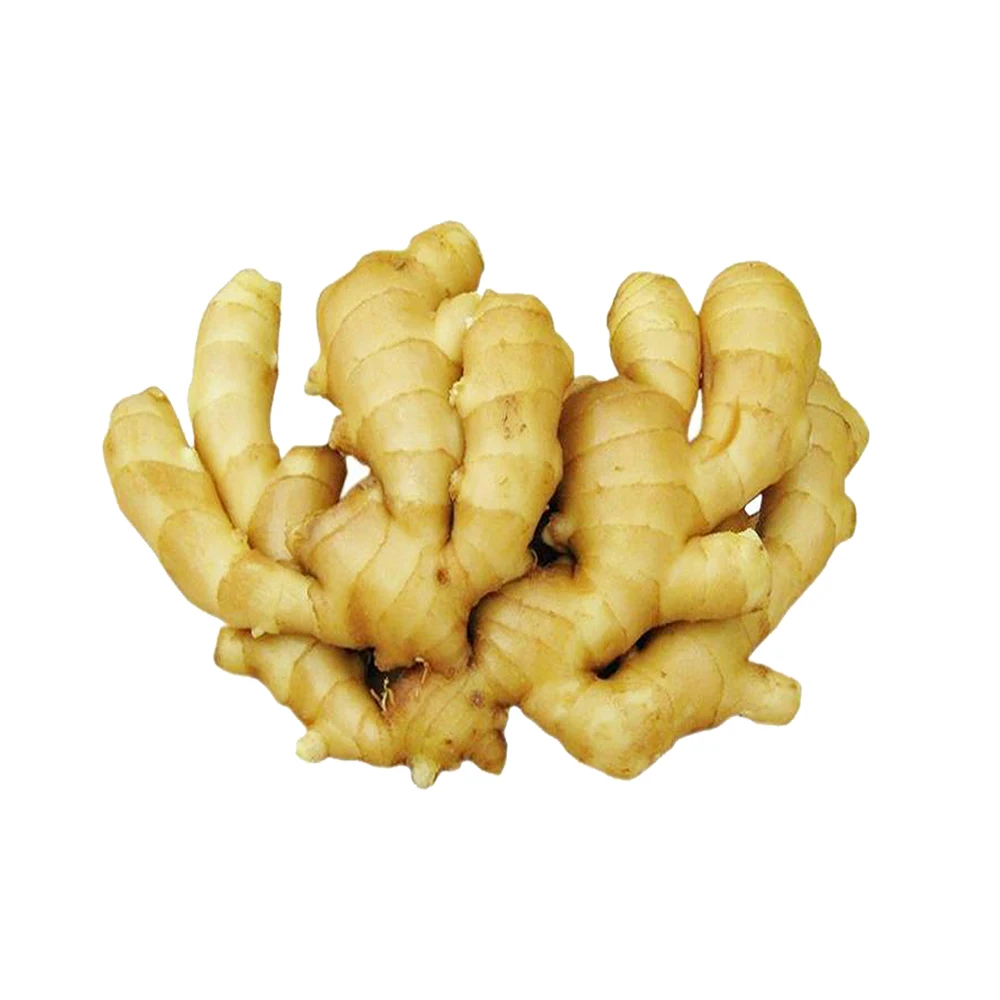 
The factory supplies natural organic crops ginger ripe fresh ginger 