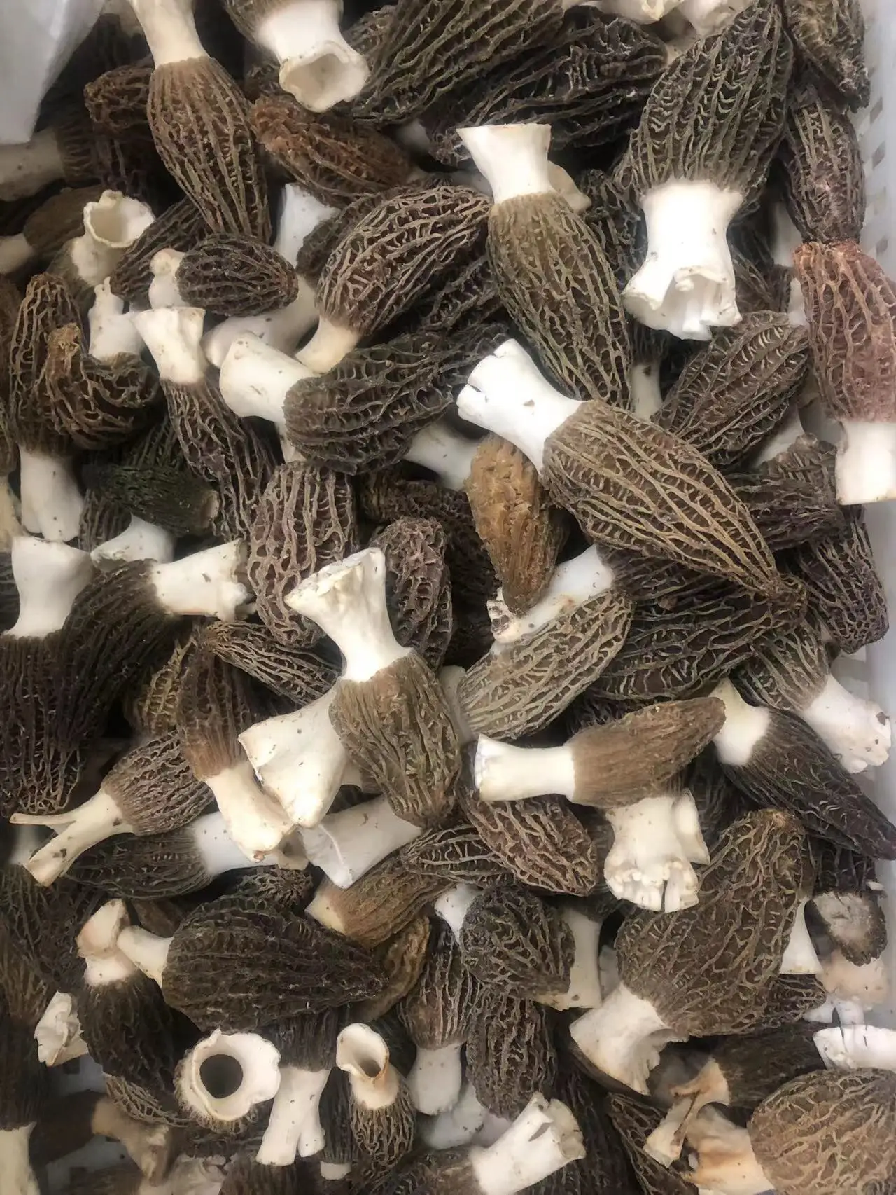 Detan Organic  Fresh Morel Mushroom  Hot Sale Mushroom