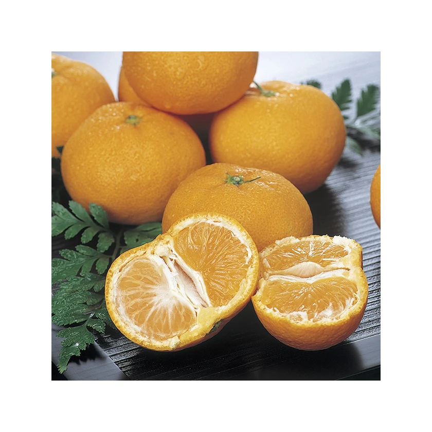 Japanese wholesale bulk orange mandarin fresh citrus with good quality