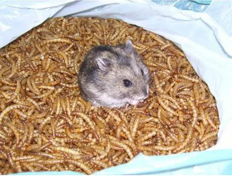 High Protein edible insect dried mealworm Dried Mealworms Superworm Mealworm